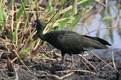 Bare-faced ibis